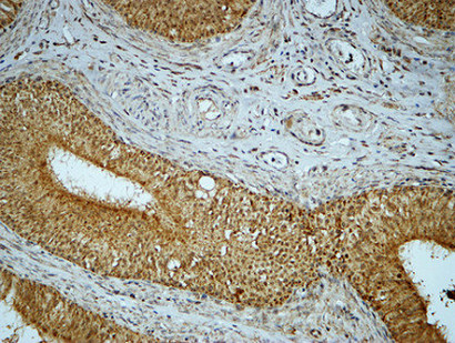 14 - Cyclin E1 Polyclonal Antibody AP69359