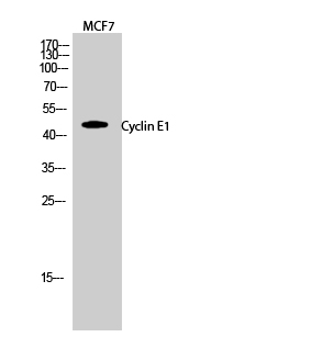 1 - Cyclin E1 Polyclonal Antibody AP69359