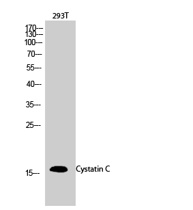 1 - Cystatin C Polyclonal Antibody AP69434