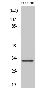 1 - DARPP-32 Polyclonal Antibody AP69474