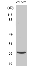 1 - DHRS2 Polyclonal Antibody AP69531