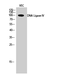 1 - DNA Ligase IV Polyclonal Antibody AP69550