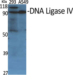 1 - DNA Ligase IV Polyclonal Antibody AP69550