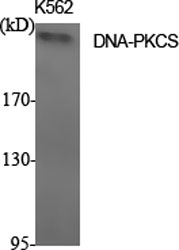 1 - DNA-PKCS Polyclonal Antibody AP69568