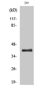 1 - DRS-1 Polyclonal Antibody AP69598
