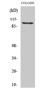 1 - EphA1 Polyclonal Antibody AP69756