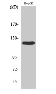 1 - FAK Polyclonal Antibody AP69843