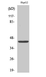 1 - FOP Polyclonal Antibody AP69919