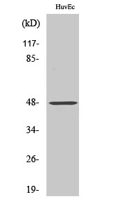 1 - FoxD3 Polyclonal Antibody AP69926