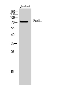 1 - FoxK1 Polyclonal Antibody AP69936