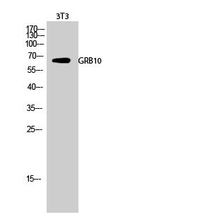 1 - GRB10 Polyclonal Antibody AP70237