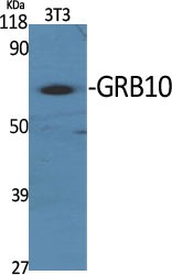 1 - GRB10 Polyclonal Antibody AP70237