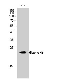1 - Histone H1 Polyclonal Antibody AP70333