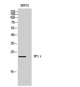 1 - HP1γ Polyclonal Antibody AP70407
