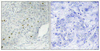 14 - HPK1 Polyclonal Antibody AP70408