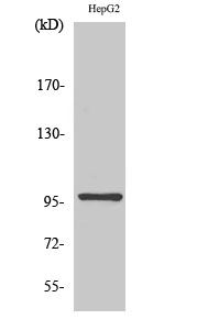 1 - HPK1 Polyclonal Antibody AP70408