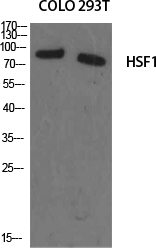 1 - HSF1 Polyclonal Antibody AP70419