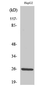 1 - IL-32 Polyclonal Antibody AP70515