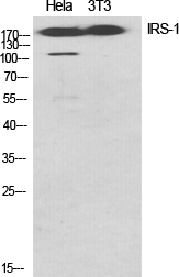 1 - IRS-1 Polyclonal Antibody AP70587