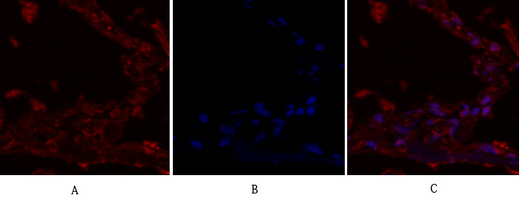 1 - IRS-1 Polyclonal Antibody AP70587