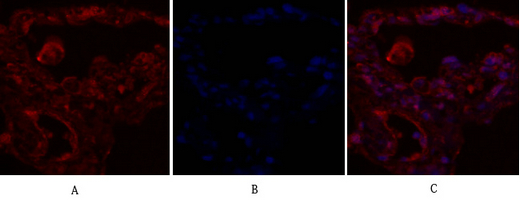 14 - IRS-1 Polyclonal Antibody AP70587