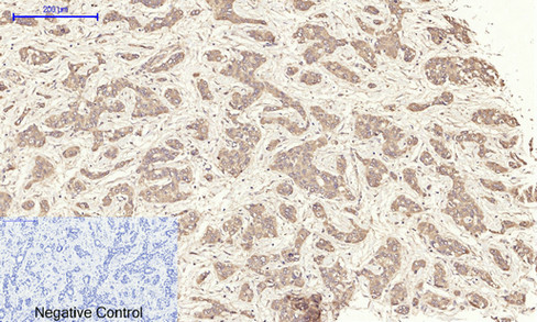 14 - IRS-1 Polyclonal Antibody AP70587