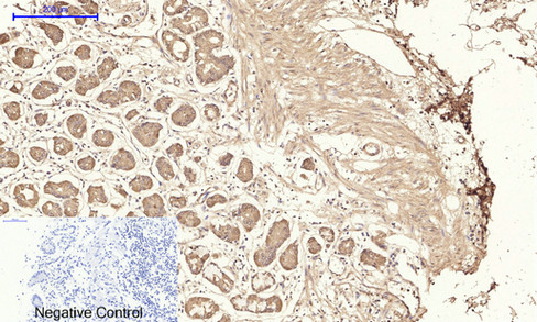 14 - IRS-1 Polyclonal Antibody AP70587