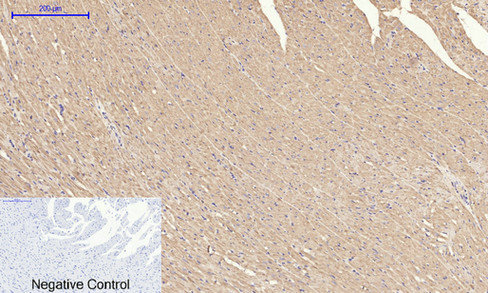 14 - IRS-1 Polyclonal Antibody AP70587