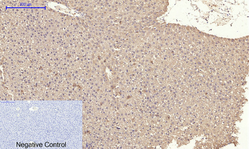 14 - IRS-1 Polyclonal Antibody AP70587