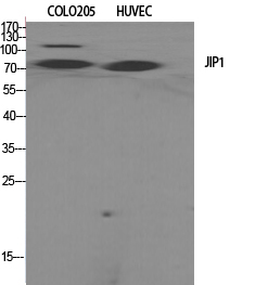 1 - JIP-1 Polyclonal Antibody AP70617
