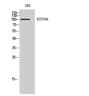 1 - KIF20A Polyclonal Antibody AP70653