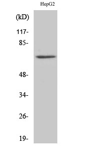 1 - Ku-70 Polyclonal Antibody AP70681
