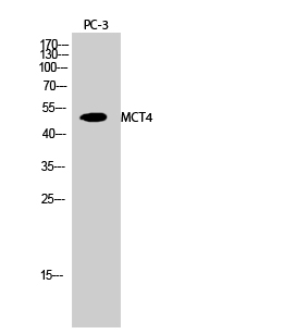 1 - MCT4 Polyclonal Antibody AP70868