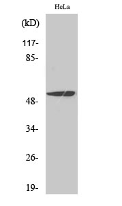 1 - MEF-2 Polyclonal Antibody AP70882