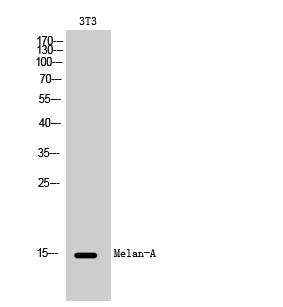 1 - Melan-A Polyclonal Antibody AP70911