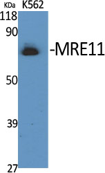 1 - MRE11 Polyclonal Antibody AP71012