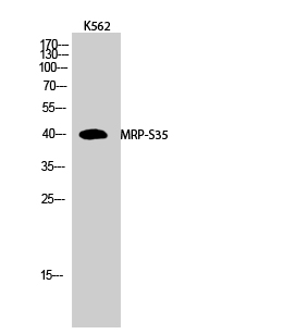 1 - MRP-S35 Polyclonal Antibody AP71072