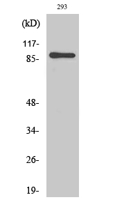 1 - MSK1 Polyclonal Antibody AP71085