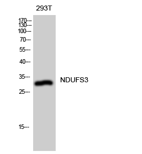 1 - NDUFS3 Polyclonal Antibody AP71201