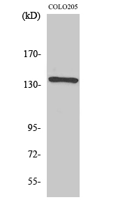 1 - NFATc4 Polyclonal Antibody AP71268