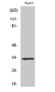 1 - ODC Polyclonal Antibody AP71419