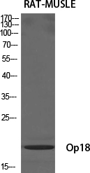 1 - Op18 Polyclonal Antibody AP71645