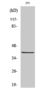 1 - Pax-5 Polyclonal Antibody AP71784