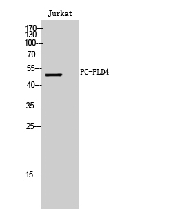 1 - PC-PLD4 Polyclonal Antibody AP71805