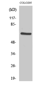 1 - PDK1 Polyclonal Antibody AP71828