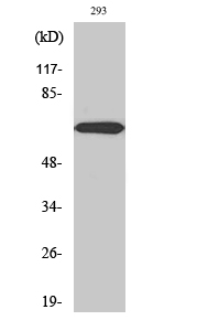 1 - PIAS 3 Polyclonal Antibody AP71901