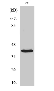 1 - PIG3 Polyclonal Antibody AP71906