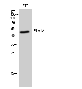 1 - PLA1A Polyclonal Antibody AP71966