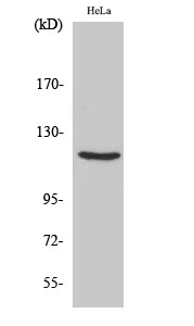 1 - PR Polyclonal Antibody AP72026