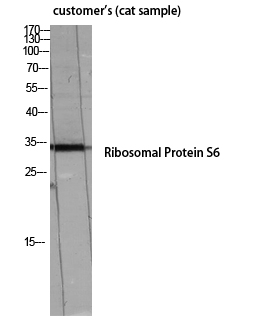 1 - Ribosomal Protein S6 Polyclonal Antibody AP72322